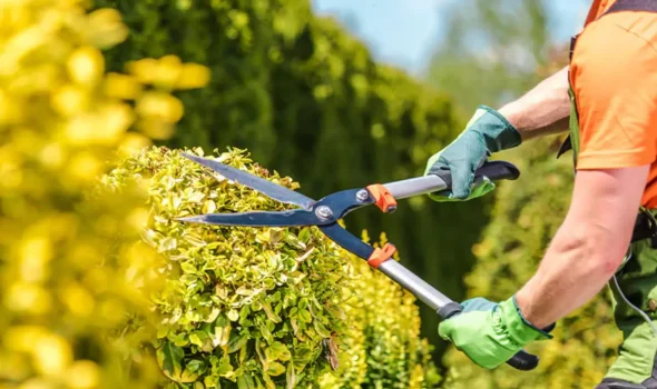 Friendly Build & Fix delivering thoughtful landscaping design through precise hedge trimming in a lush garden.